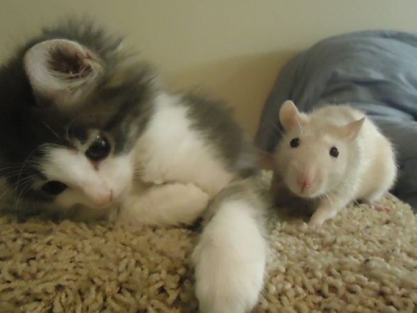 ေၾကာင္ဆိုလွ်င္ ၾကြက္ခုတ္ဖို႔ သို႔ေသာ္ . . .