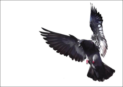 ခိုတစ်ကောင်ဓာတ်ပုံအတွက် နစ်နာကြေး ဒေါ်လာ ၁.၂ သန်း ပေးဆောင်ရန် စီရင်ချက်ချ